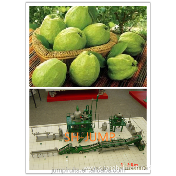 Complete set of papaya juice making machine